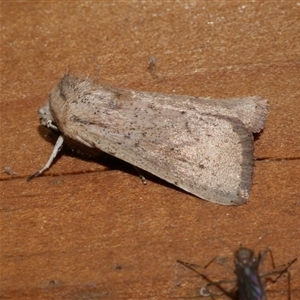 Leucania uda at Freshwater Creek, VIC - 18 May 2020