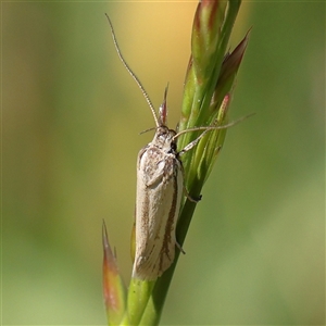 Philobota (genus) at Mitchell, ACT - 30 Oct 2024 11:59 AM