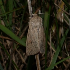 Mythimna (Pseudaletia) convecta (Common Armyworm) at Freshwater Creek, VIC - 18 May 2020 by WendyEM