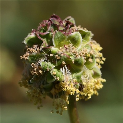 Sanguisorba minor (Salad Burnet, Sheep's Burnet) at Mitchell, ACT - 30 Oct 2024 by ConBoekel