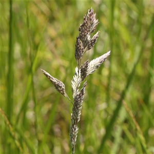 Holcus lanatus at Mitchell, ACT - 30 Oct 2024