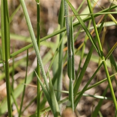 Holcus lanatus at Mitchell, ACT - 30 Oct 2024