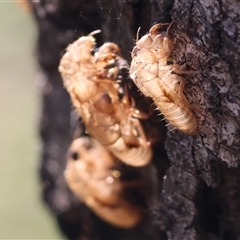 Cicadettini sp. (tribe) (Cicada) at Splitters Creek, NSW - 28 Nov 2024 by KylieWaldon