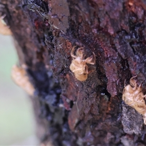 Cicadettini sp. (tribe) at Splitters Creek, NSW - 29 Nov 2024 07:15 AM