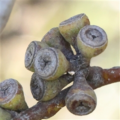 Eucalyptus pauciflora subsp. pauciflora (White Sally, Snow Gum) at Mitchell, ACT - 30 Oct 2024 by ConBoekel