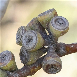 Eucalyptus pauciflora subsp. pauciflora (White Sally, Snow Gum) at Mitchell, ACT by ConBoekel