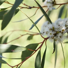 Eucalyptus pauciflora subsp. pauciflora at Mitchell, ACT - 30 Oct 2024 12:04 PM