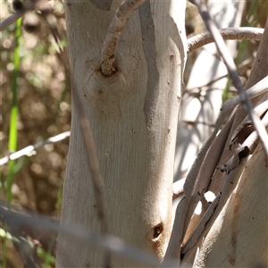 Eucalyptus pauciflora subsp. pauciflora at Mitchell, ACT - 30 Oct 2024 12:04 PM