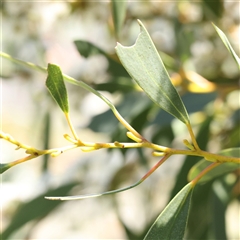 Eucalyptus pauciflora subsp. pauciflora at Mitchell, ACT - 30 Oct 2024 12:04 PM