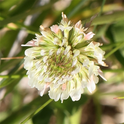 Trifolium repens var. repens (White Clover) at Mitchell, ACT - 30 Oct 2024 by ConBoekel