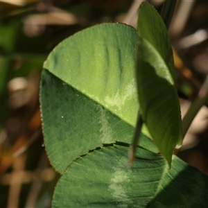 Trifolium repens var. repens at Mitchell, ACT - 30 Oct 2024