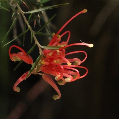 Grevillea sp. (Grevillea) at Mitchell, ACT - 30 Oct 2024 by ConBoekel