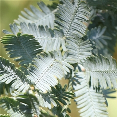 Acacia baileyana (Cootamundra Wattle, Golden Mimosa) at Mitchell, ACT - 30 Oct 2024 by ConBoekel