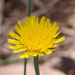 Hypochaeris radicata (Cat's Ear, Flatweed) at Mitchell, ACT - 30 Oct 2024 by ConBoekel