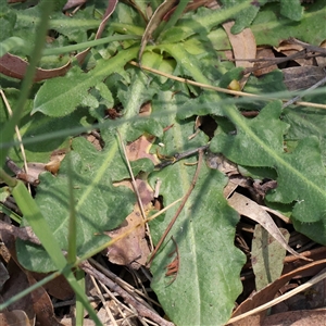 Hypochaeris radicata at Mitchell, ACT - 30 Oct 2024 12:18 PM