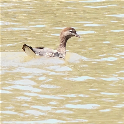 Chenonetta jubata (Australian Wood Duck) at Mitchell, ACT - 30 Oct 2024 by ConBoekel