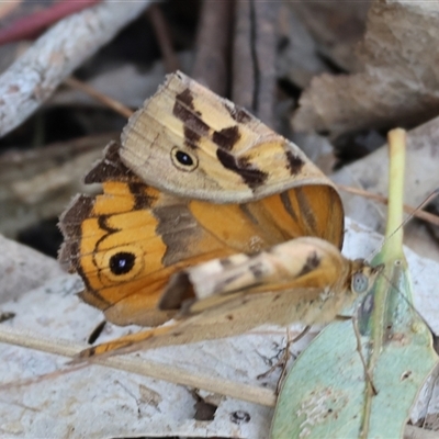 Heteronympha merope (Common Brown Butterfly) at Splitters Creek, NSW - 29 Nov 2024 by KylieWaldon