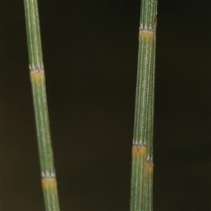 Casuarina cunninghamiana subsp. cunninghamiana (River She-Oak, River Oak) at Mitchell, ACT by ConBoekel