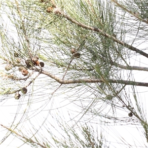 Casuarina cunninghamiana subsp. cunninghamiana at Mitchell, ACT - 30 Oct 2024