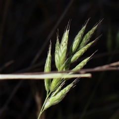 Bromus hordeaceus (A Soft Brome) at Mitchell, ACT - 30 Oct 2024 by ConBoekel