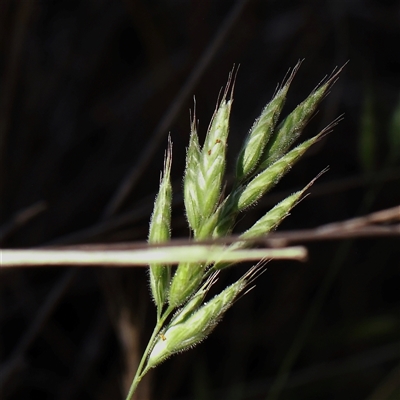 Bromus hordeaceus (A Soft Brome) at Mitchell, ACT - 30 Oct 2024 by ConBoekel