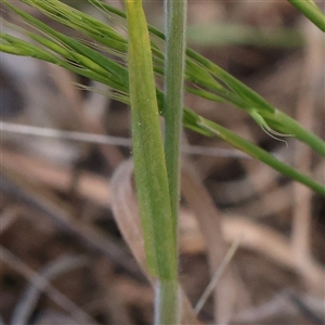 Bromus hordeaceus at Mitchell, ACT - 30 Oct 2024