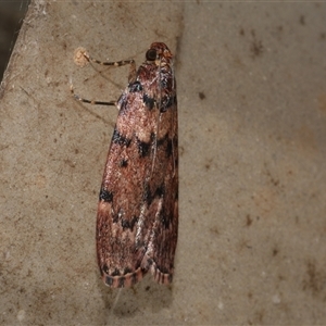 Mimaglossa nauplialis and habitalis at Freshwater Creek, VIC - 18 May 2020