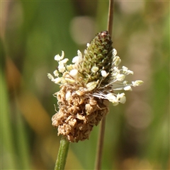 Plantago lanceolata (Ribwort Plantain, Lamb's Tongues) at Mitchell, ACT - 30 Oct 2024 by ConBoekel