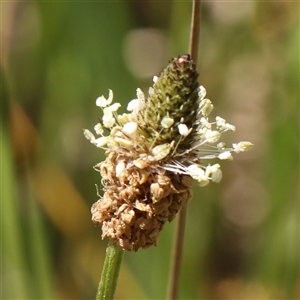 Plantago lanceolata at Mitchell, ACT - 30 Oct 2024