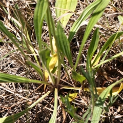 Plantago lanceolata at Mitchell, ACT - 30 Oct 2024