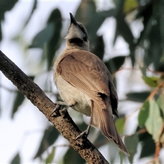 Philemon citreogularis (Little Friarbird) at Splitters Creek, NSW - 29 Nov 2024 by KylieWaldon