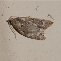 Capua dura (A Tortricid moth) at Freshwater Creek, VIC - 18 May 2020 by WendyEM