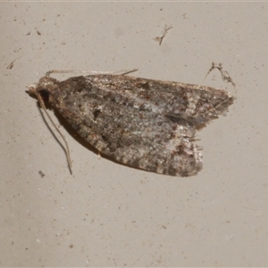 Capua dura at Freshwater Creek, VIC - 18 May 2020