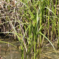 Bolboschoenus (genus) (A Rush/Sedge) at Mitchell, ACT - 30 Oct 2024 by ConBoekel