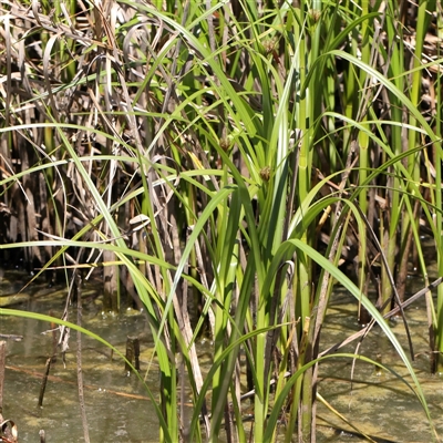 Bolboschoenus sp. (A Rush/Sedge) at Mitchell, ACT - 30 Oct 2024 by ConBoekel