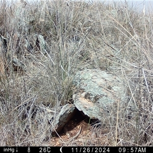 Ctenotus robustus at Fentons Creek, VIC - suppressed