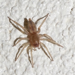 Clubionidae (family) (Sac Spider) at Freshwater Creek, VIC - 18 May 2020 by WendyEM