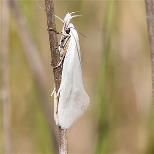 Thema holoxesta at Mitchell, ACT - 30 Oct 2024 12:32 PM