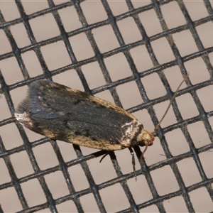 Hoplostega ochroma at Freshwater Creek, VIC - 19 May 2020