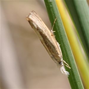 Culladia cuneiferellus at Kenny, ACT - 30 Oct 2024 12:34 PM