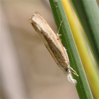 Culladia cuneiferellus (Crambinae moth) at Kenny, ACT - 30 Oct 2024 by ConBoekel