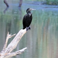 Phalacrocorax sulcirostris (Little Black Cormorant) at Splitters Creek, NSW - 29 Nov 2024 by KylieWaldon