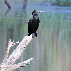 Phalacrocorax sulcirostris at Splitters Creek, NSW - 29 Nov 2024 07:24 AM