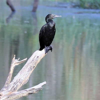 Phalacrocorax sulcirostris (Little Black Cormorant) at Splitters Creek, NSW - 29 Nov 2024 by KylieWaldon