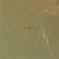 Unverified Fish at Kenny, ACT - 30 Oct 2024 by ConBoekel