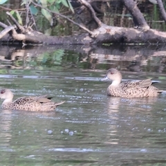 Anas gracilis (Grey Teal) at Splitters Creek, NSW - 29 Nov 2024 by KylieWaldon