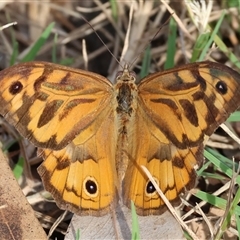 Heteronympha merope at Splitters Creek, NSW - 28 Nov 2024 by KylieWaldon