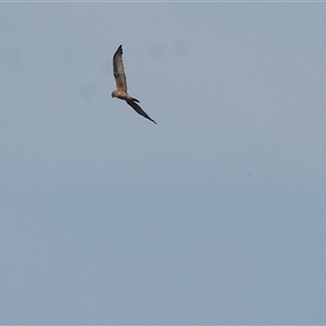 Circus approximans (Swamp Harrier) at Splitters Creek, NSW by KylieWaldon