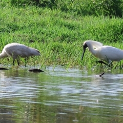 Platalea regia (Royal Spoonbill) at Splitters Creek, NSW - 28 Nov 2024 by KylieWaldon