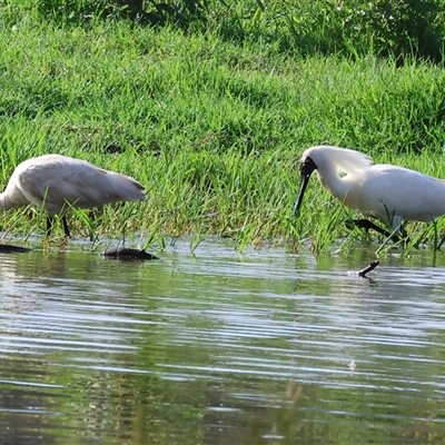 Platalea regia (Royal Spoonbill) at Splitters Creek, NSW - 29 Nov 2024 by KylieWaldon